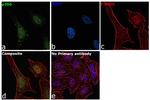 p300 Antibody in Immunocytochemistry (ICC/IF)