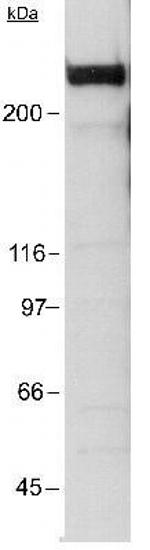 p300 Antibody in Western Blot (WB)