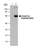 3-hydroxykynurenine Antibody in Western Blot (WB)