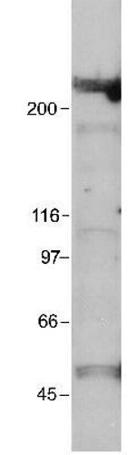 p300 Antibody in Western Blot (WB)