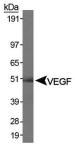 VEGF Antibody in Western Blot (WB)