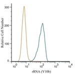 rRNA Antibody in Flow Cytometry (Flow)