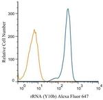 rRNA Antibody in Flow Cytometry (Flow)