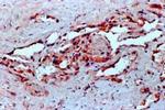 VEGF Antibody in Immunohistochemistry (Paraffin) (IHC (P))