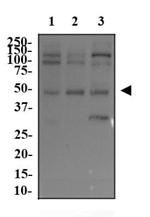 c-Myc Antibody in Western Blot (WB)