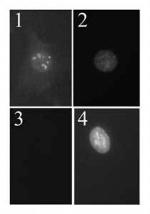 p19ARF Antibody in Immunocytochemistry (ICC/IF)