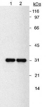 NQO1 Antibody in Western Blot (WB)