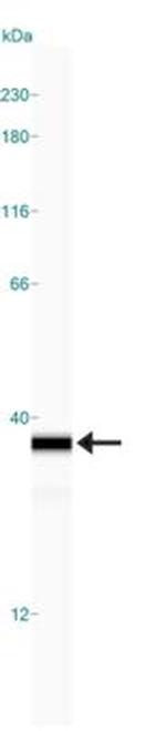 NQO1 Antibody in Western Blot (WB)