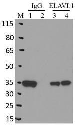 HuR Antibody in RNA Immunoprecipitation (RIP)