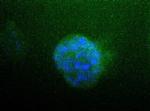 ATP1A1 Antibody in Immunocytochemistry (ICC/IF)