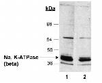 ATP1B1 Antibody in Western Blot (WB)