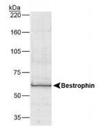 Bestrophin 1 Antibody in Western Blot (WB)