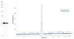 GAPDH Antibody in Western Blot (WB)