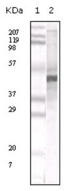 Apolipoprotein A5 Antibody in Western Blot (WB)