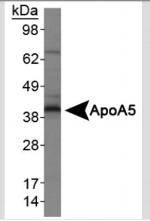 Apolipoprotein A5 Antibody in Western Blot (WB)