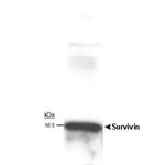 Survivin Antibody in Western Blot (WB)