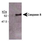 Caspase 8 Antibody in Western Blot (WB)