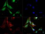 Caspase 9 Antibody in Immunocytochemistry (ICC/IF)