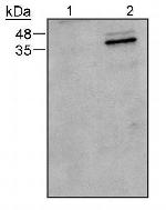 Caspase 9 Antibody in Western Blot (WB)