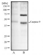 Caspase 9 Antibody in Western Blot (WB)