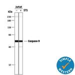 Caspase 9 Antibody in Western Blot (WB)