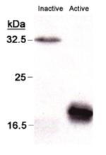 Caspase 3 Antibody in Western Blot (WB)