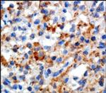 CD169 Antibody in Immunohistochemistry (Paraffin) (IHC (P))