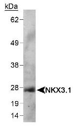 Nkx3.1 Antibody in Western Blot (WB)