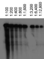 ABCA1 Antibody in Western Blot (WB)