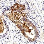 S-arrestin Antibody in Immunohistochemistry (Paraffin) (IHC (P))