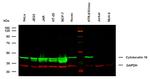 Cytokeratin 18 Antibody in Western Blot (WB)