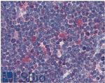 CDK1 Antibody in Immunohistochemistry (Paraffin) (IHC (P))