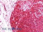 CD45RA Antibody in Immunohistochemistry (Paraffin) (IHC (P))