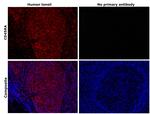 CD45RA Antibody in Immunohistochemistry (Paraffin) (IHC (P))