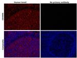 CD45RA Antibody in Immunohistochemistry (Paraffin) (IHC (P))