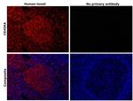 CD45RA Antibody in Immunohistochemistry (Paraffin) (IHC (P))