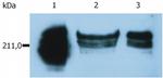 CD45RA Antibody in Western Blot (WB)