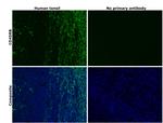 CD45RB Antibody in Immunohistochemistry (Paraffin) (IHC (P))