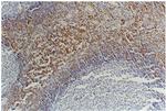 CD45RB Antibody in Immunohistochemistry (Paraffin) (IHC (P))