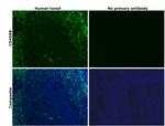 CD45RB Antibody in Immunohistochemistry (Paraffin) (IHC (P))