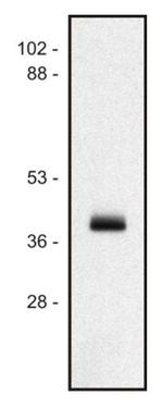 HLA-ABC Antibody in Western Blot (WB)