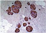 C-Peptide Antibody in Immunohistochemistry (Paraffin) (IHC (P))