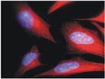 alpha Tubulin Antibody in Immunocytochemistry (ICC/IF)