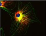 alpha Tubulin Antibody in Immunocytochemistry (ICC/IF)