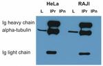 alpha Tubulin Antibody in Immunoprecipitation (IP)