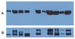 alpha Tubulin Antibody in Western Blot (WB)