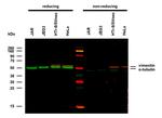 alpha Tubulin Antibody in Western Blot (WB)