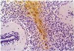 GFAP Antibody in Immunohistochemistry (Paraffin) (IHC (P))