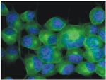 beta-3 Tubulin Antibody in Immunocytochemistry (ICC/IF)
