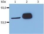 LCK Antibody in Western Blot (WB)